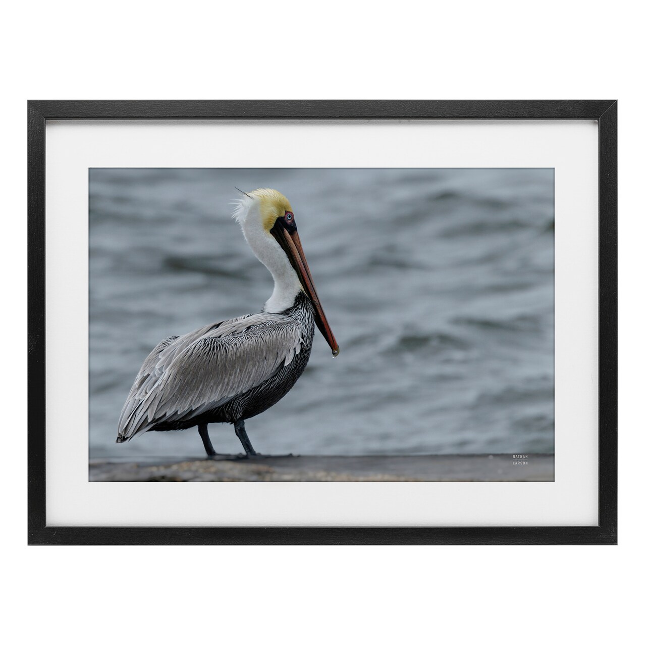 Stupell Industries Pelican Watch Photography Framed Print Under Glass, design by Nathan Larson